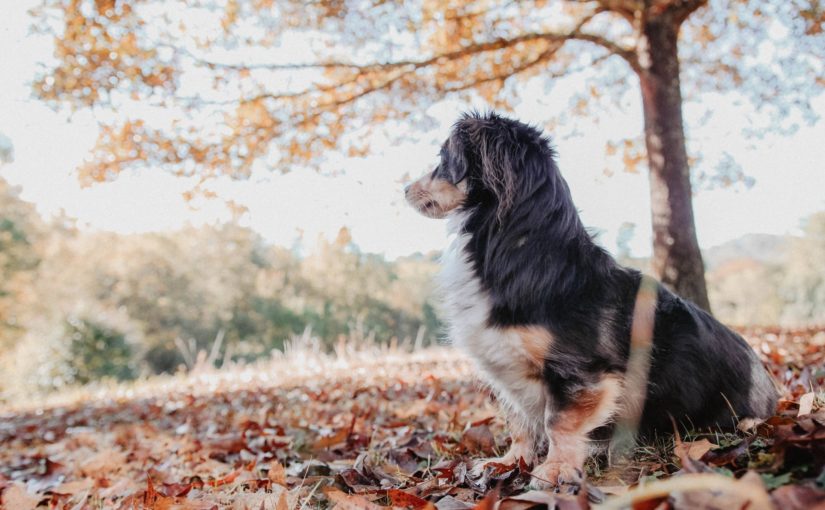 spider bits on dogs