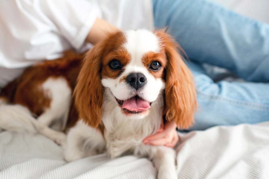 Happy dog on couch