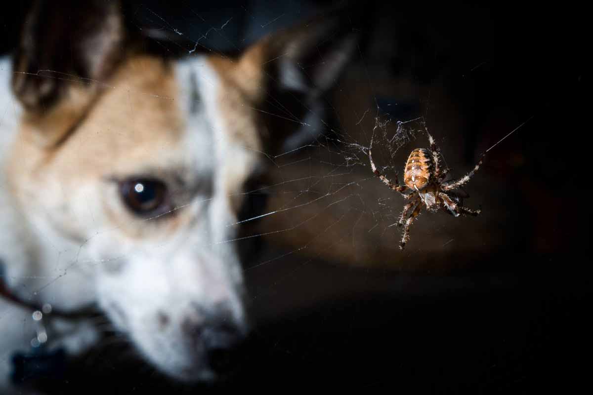 spider bite on dog