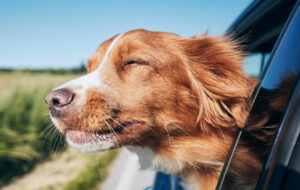 Road Trips with your Dog: How to Make it a Success