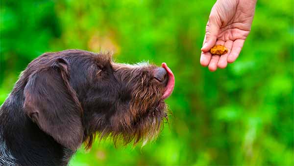 how long does trazodone last in dogs