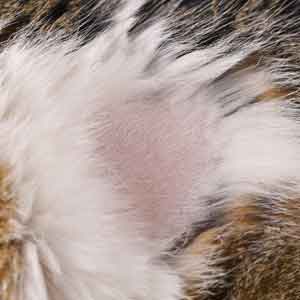 Top 48 image cat hair loss patches - Thptnganamst.edu.vn