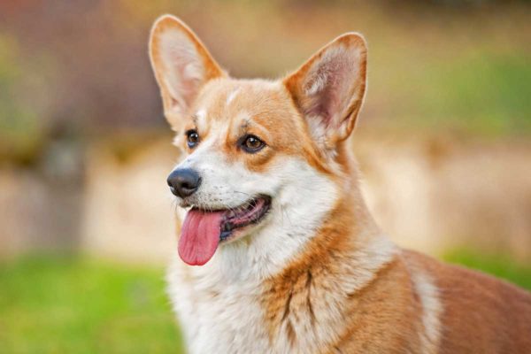 Breed Profile: All About Pembroke Welsh Corgis | ElleVet Sciences