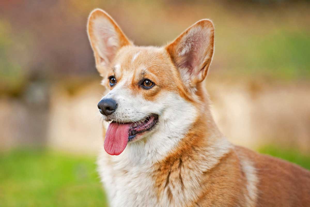 what are corgi dogs mixed with