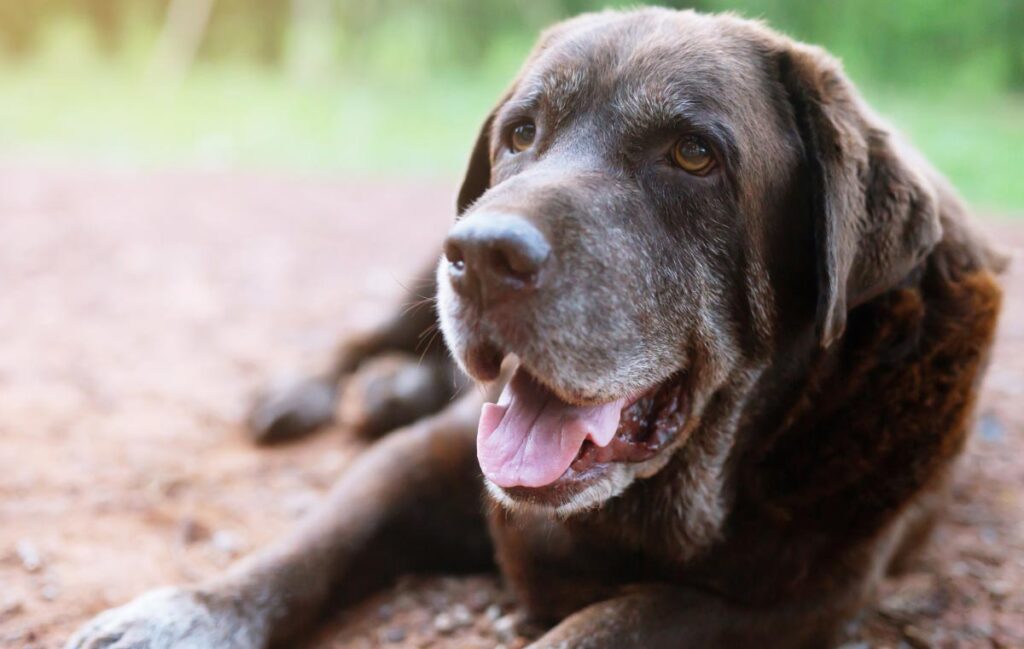 How you can support your senior dog