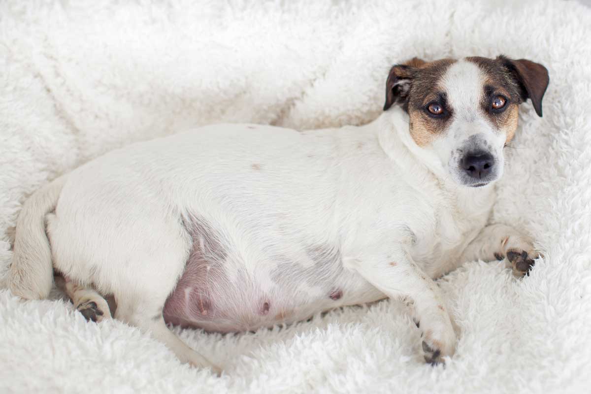 how long is a chihuahua pregnant for