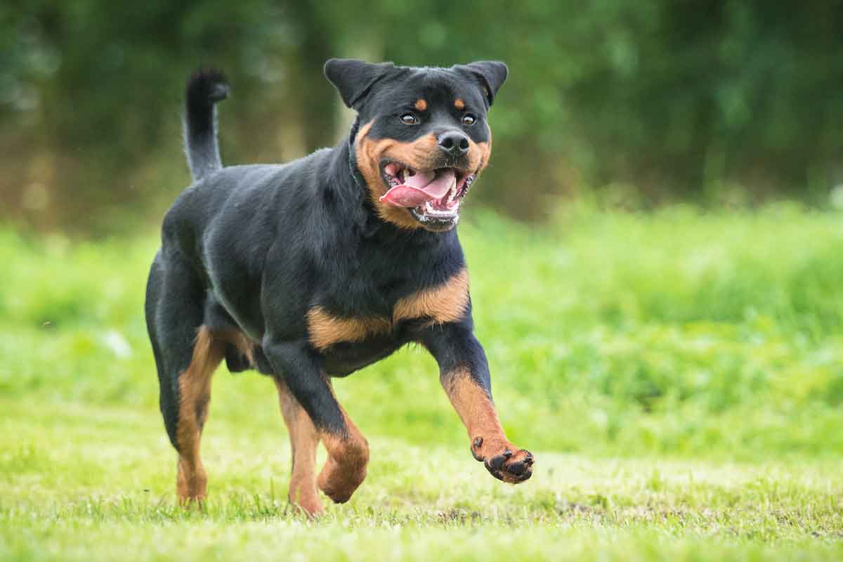 Rottweiler Temperament & Personality Traits | ElleVet Sciences