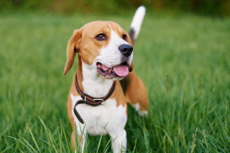 Breeds 101: 8 Classic Types of Hound Dogs | ElleVet Sciences