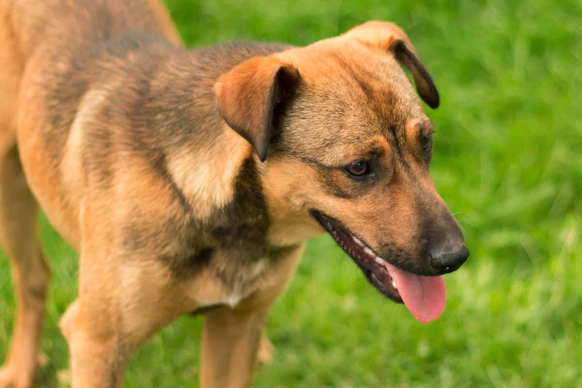 Dog Shaking And Panting What Does It Mean ElleVet Sciences