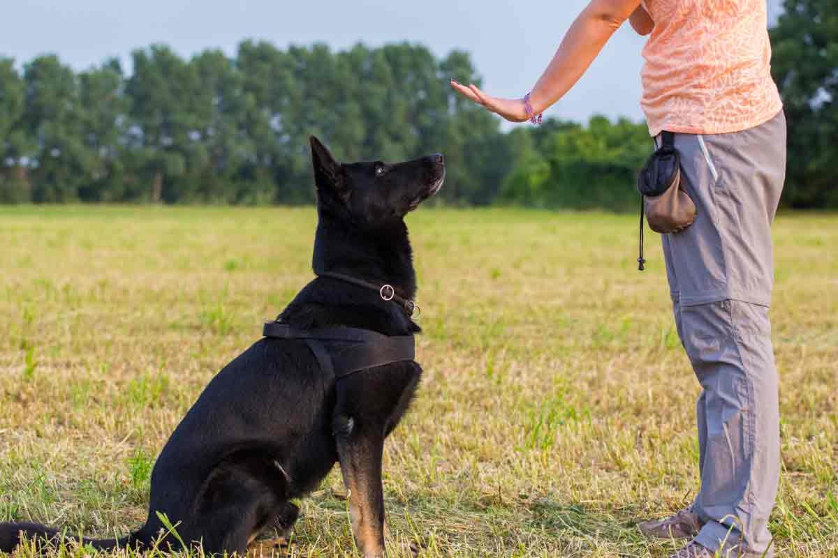 The Role of Pack Hierarchy and Dominance in Dog Training - Creating a strong bond with your dog