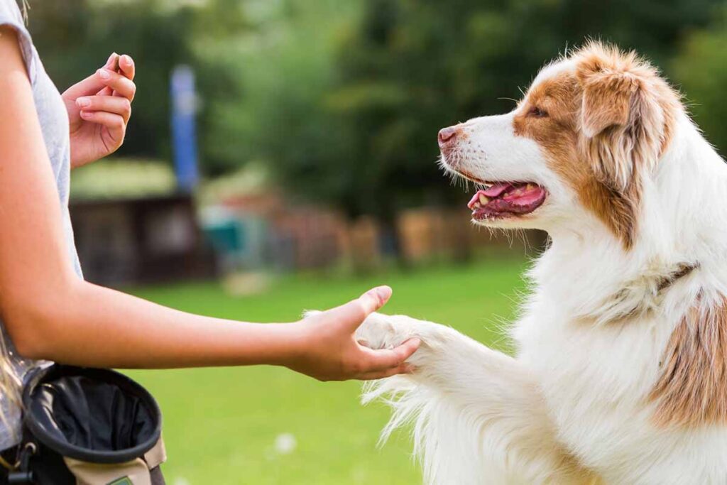 Woman with dog practicing training commands.