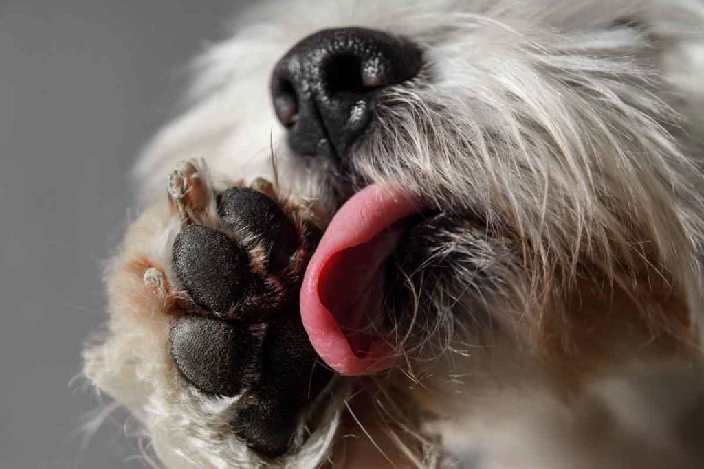how to stop a dog from chewing paws