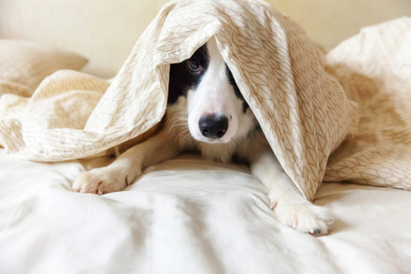 Dog Insomnia: Tips for Restless Dogs | ElleVet Sciences