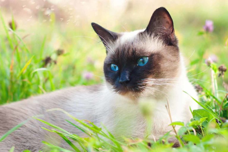 Feline Breed Profile: Siamese Cats | ElleVet Sciences