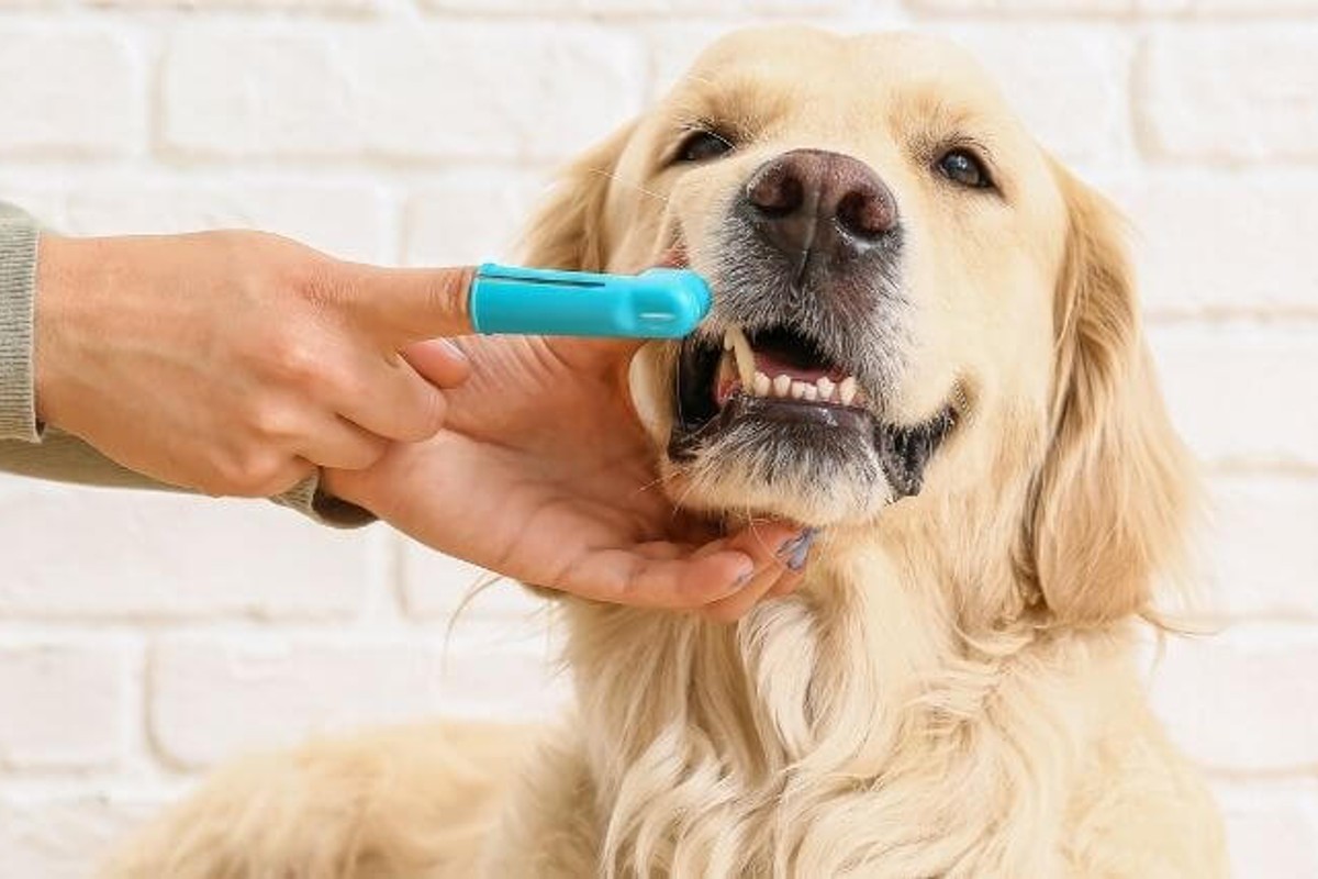 The Importance of Dental Care for Dogs: Brushing and Professional Cleanings - Debunking common myths about brushing and cleanings