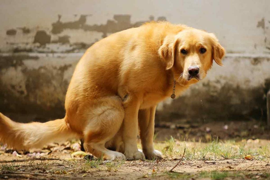 Dog Diarrhea: Causes, Treatment, and What Your Dog's Poop Says About Their  Health