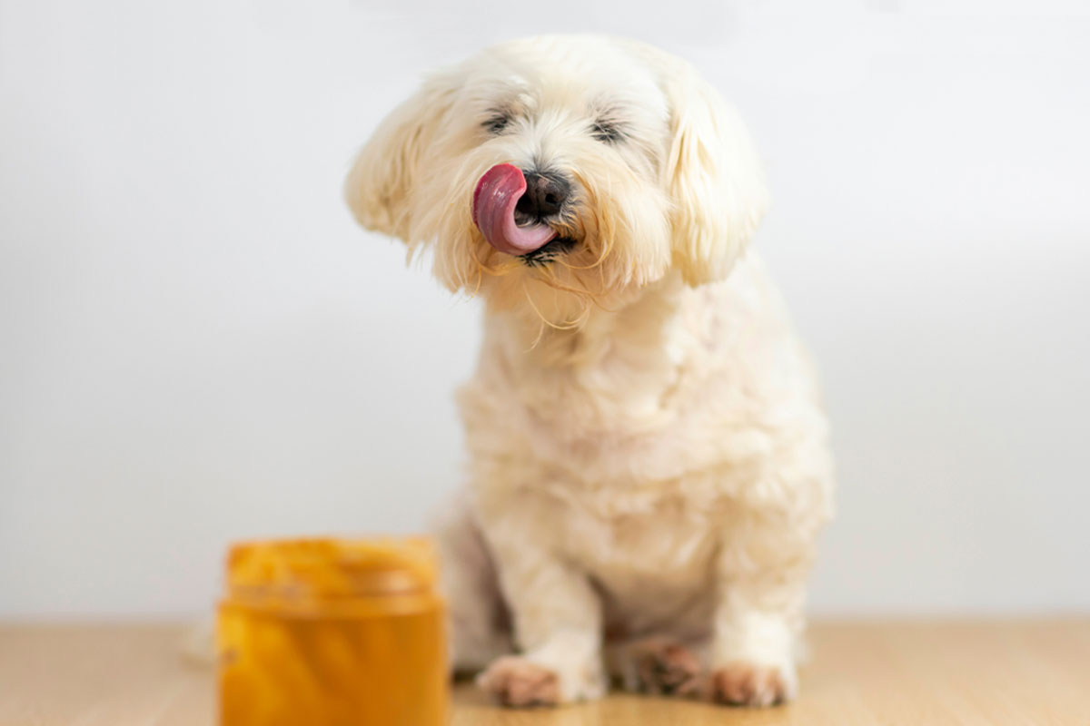 Can dogs eat peanut butter ElleVet Sciences