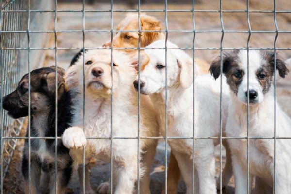 Puppy mills: What are they and how can you avoid them? | ElleVet Sciences