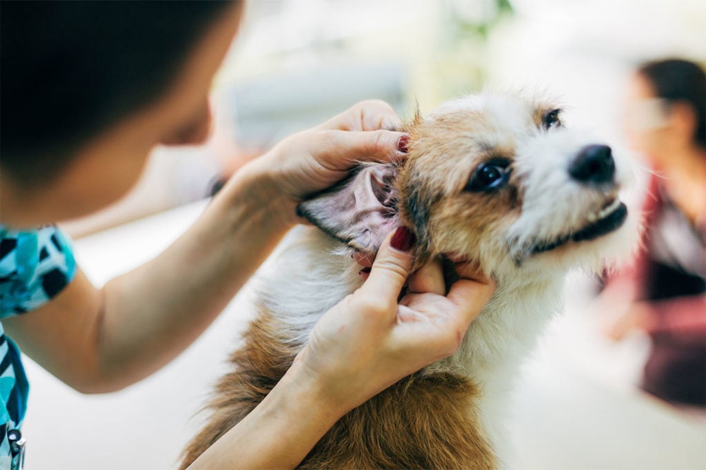 Your Guide To Ear Yeast Infection In Dogs ElleVet Sciences