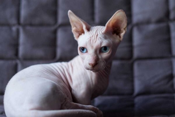 Feline breed profile: All about Bambino cats | ElleVet Sciences