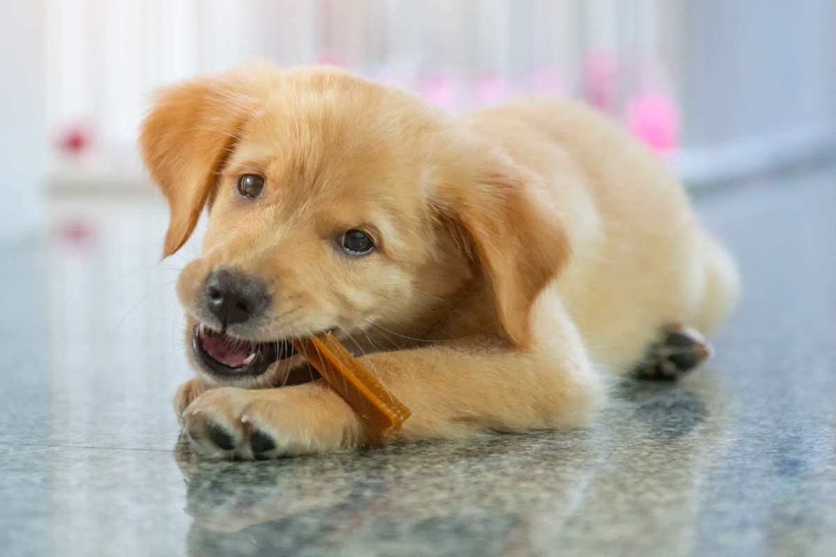 Are dental chews good for dogs? | ElleVet Sciences