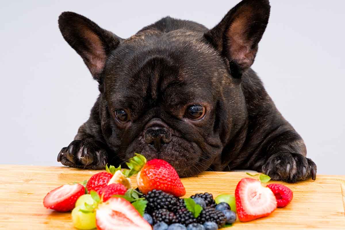 can french bulldog eat cucumber