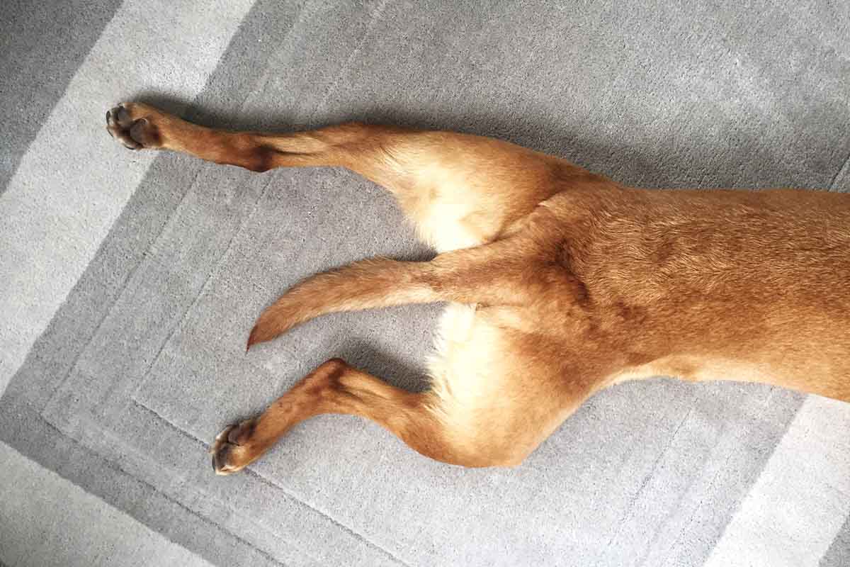 Splooted