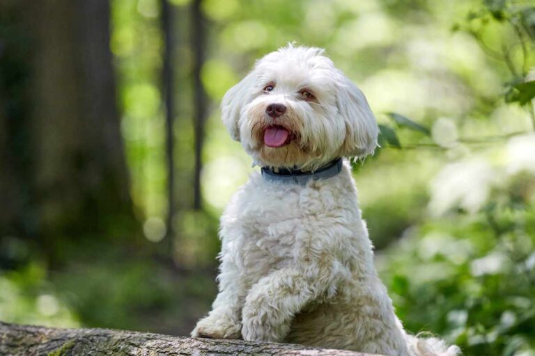 Havanese dog breed profile | ElleVet Sciences