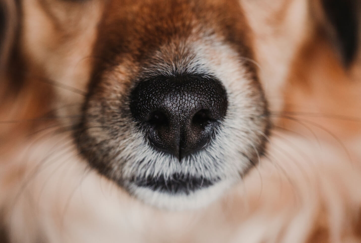 Why Do Dogs Have Whiskers? | ElleVet Sciences