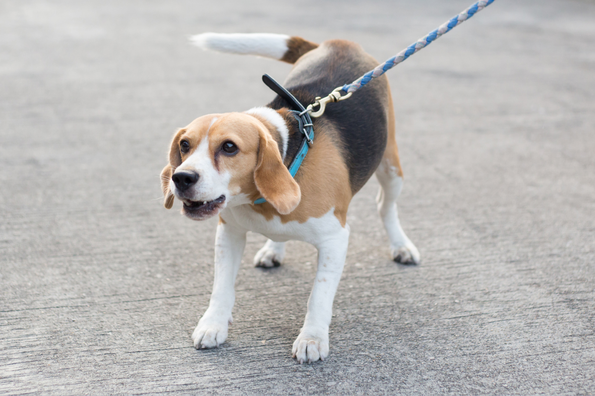 Beagle biting hot sale aggressive