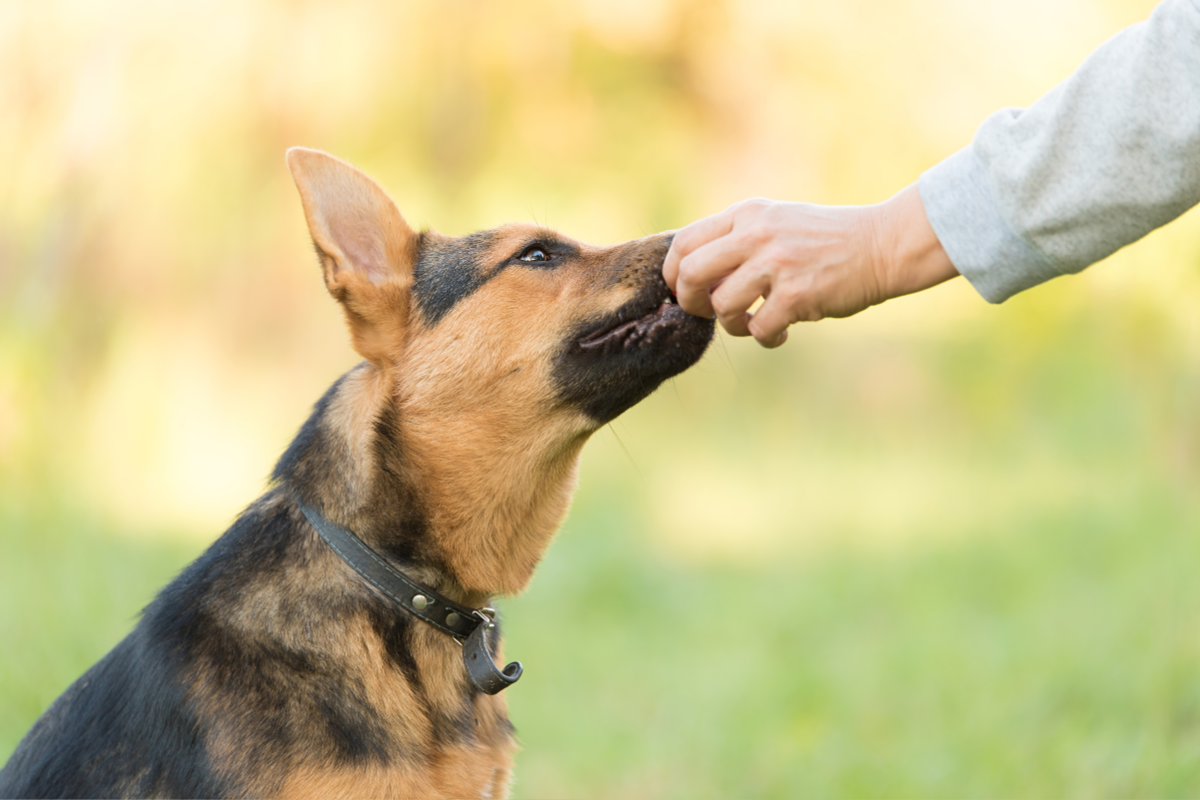 Can dogs eat blackberries? | ElleVet Sciences