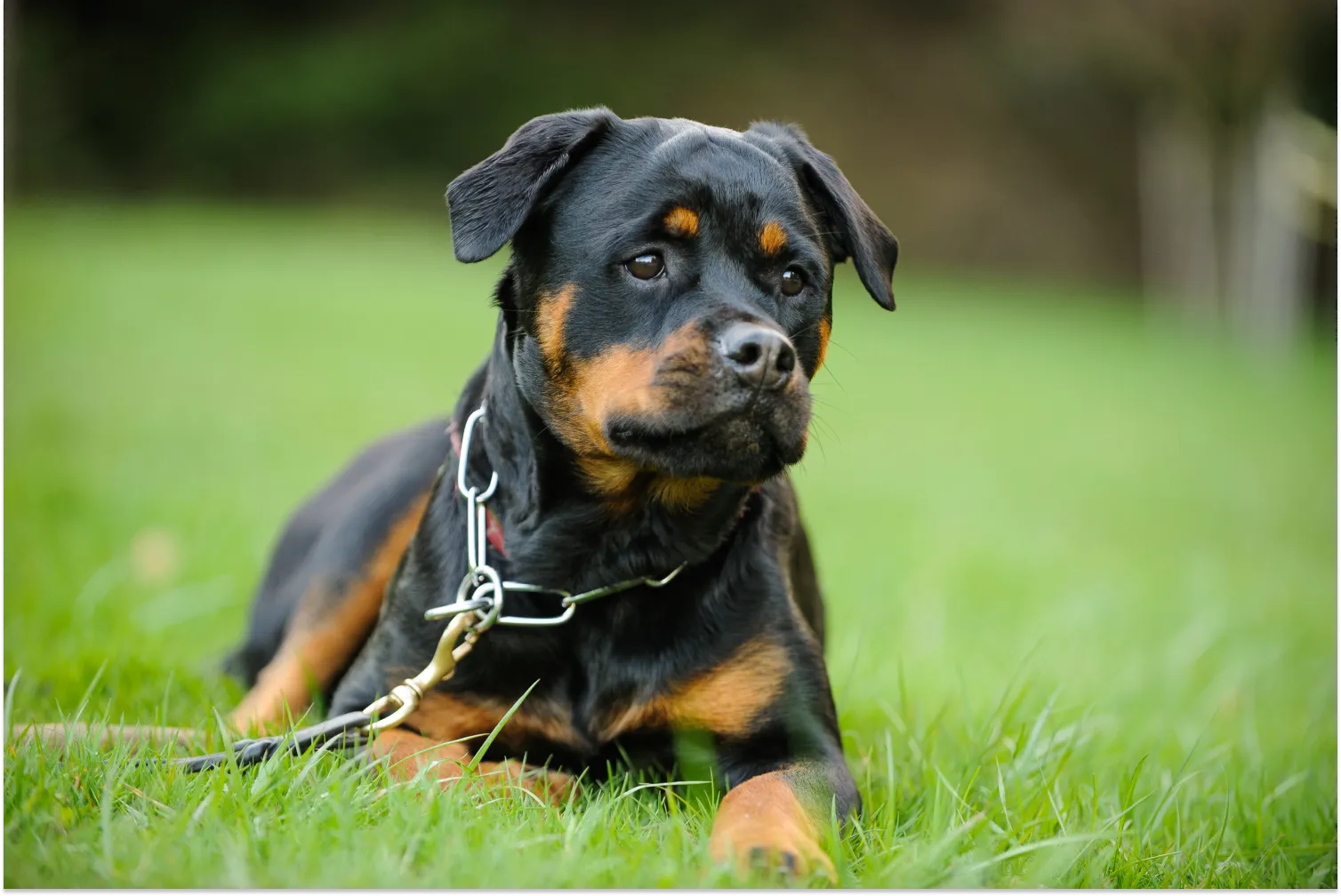 Using choke hotsell collars on dogs