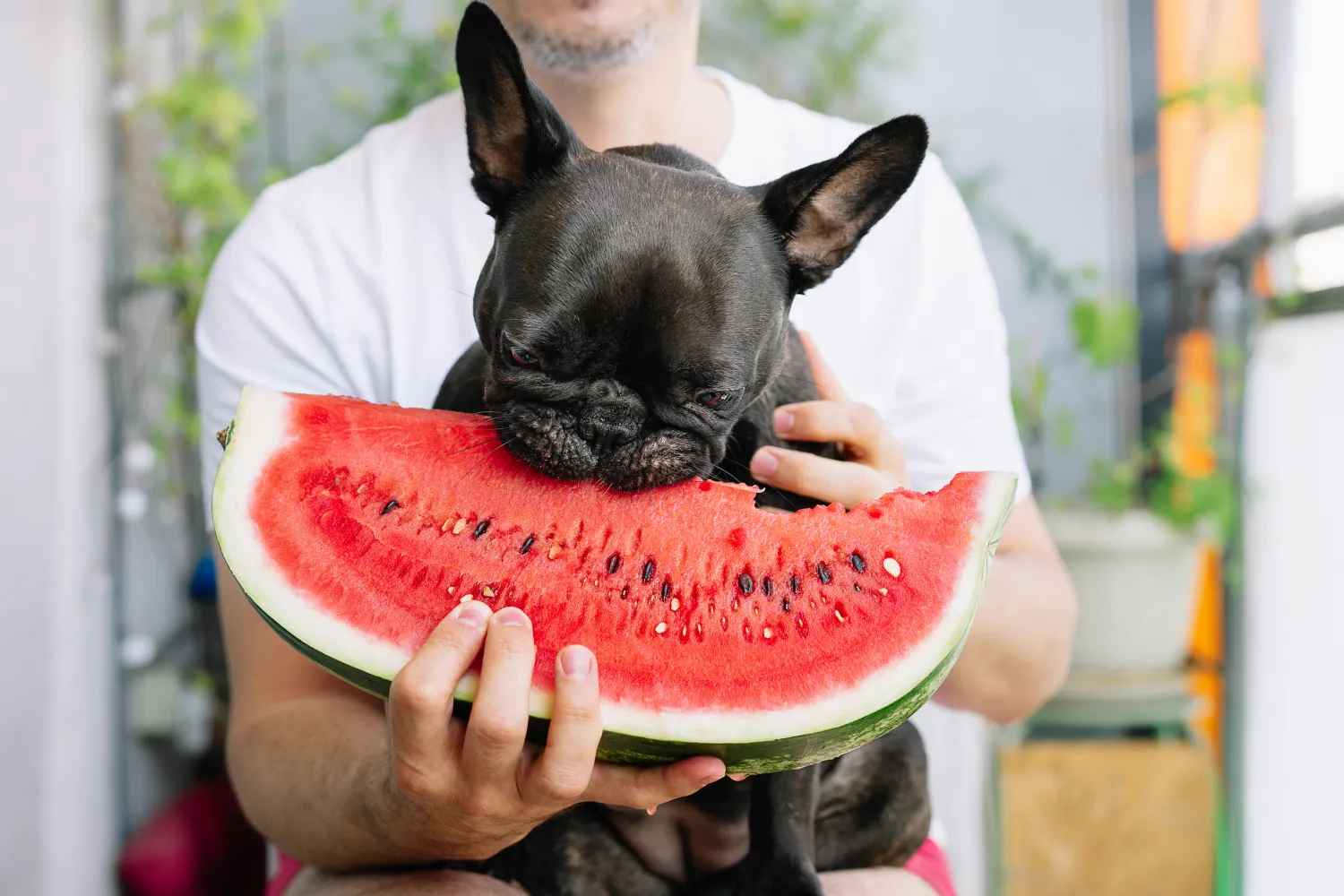 is-it-okay-for-dogs-to-eat-watermelon-ellevet-sciences