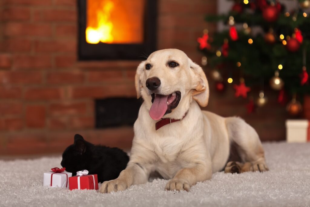 yellow lab and black cat pets with gifts on the holidays