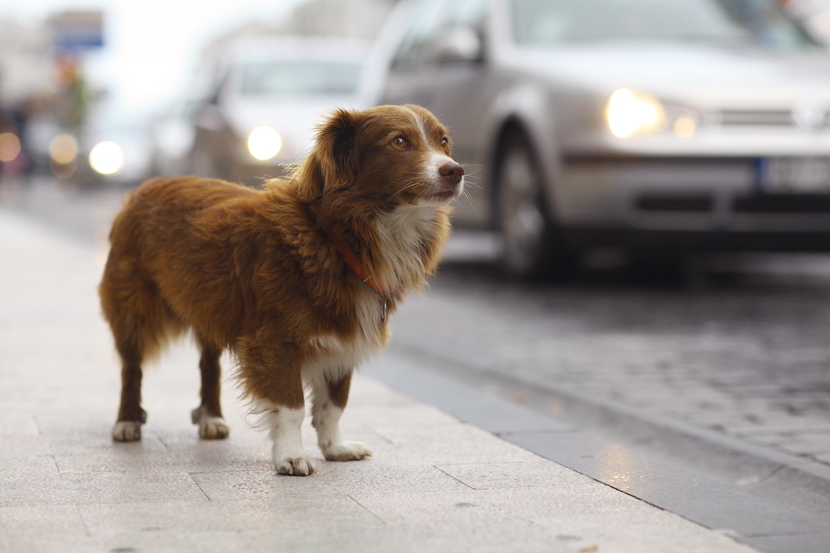 How To Find a Lost Dog ElleVet Sciences