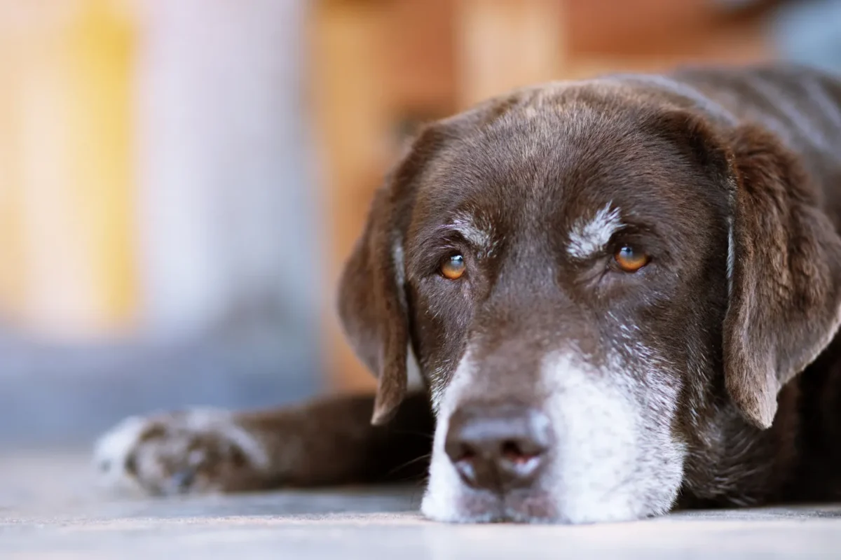 Honoring a sales deceased pet