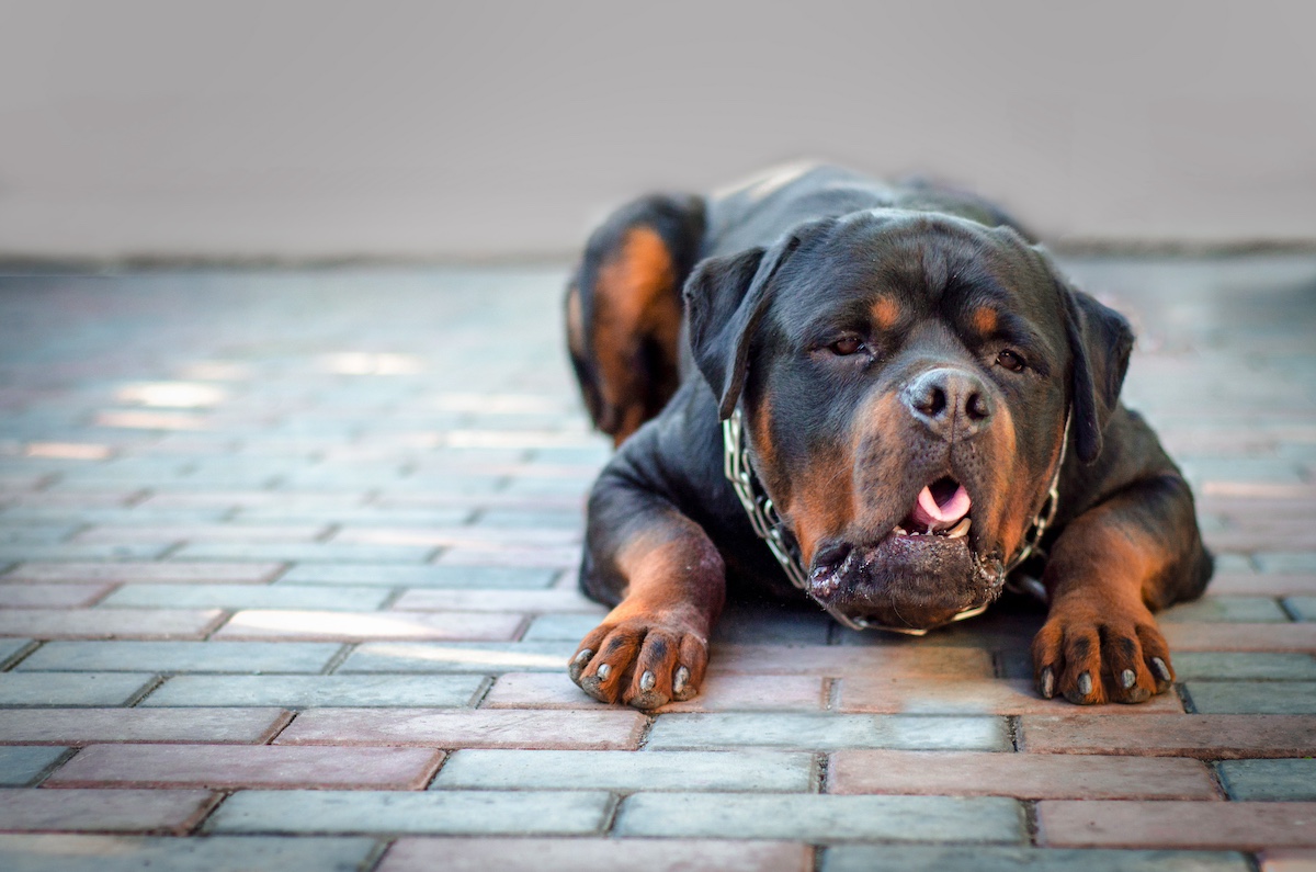 Acid Reflux in Dogs ElleVet Sciences