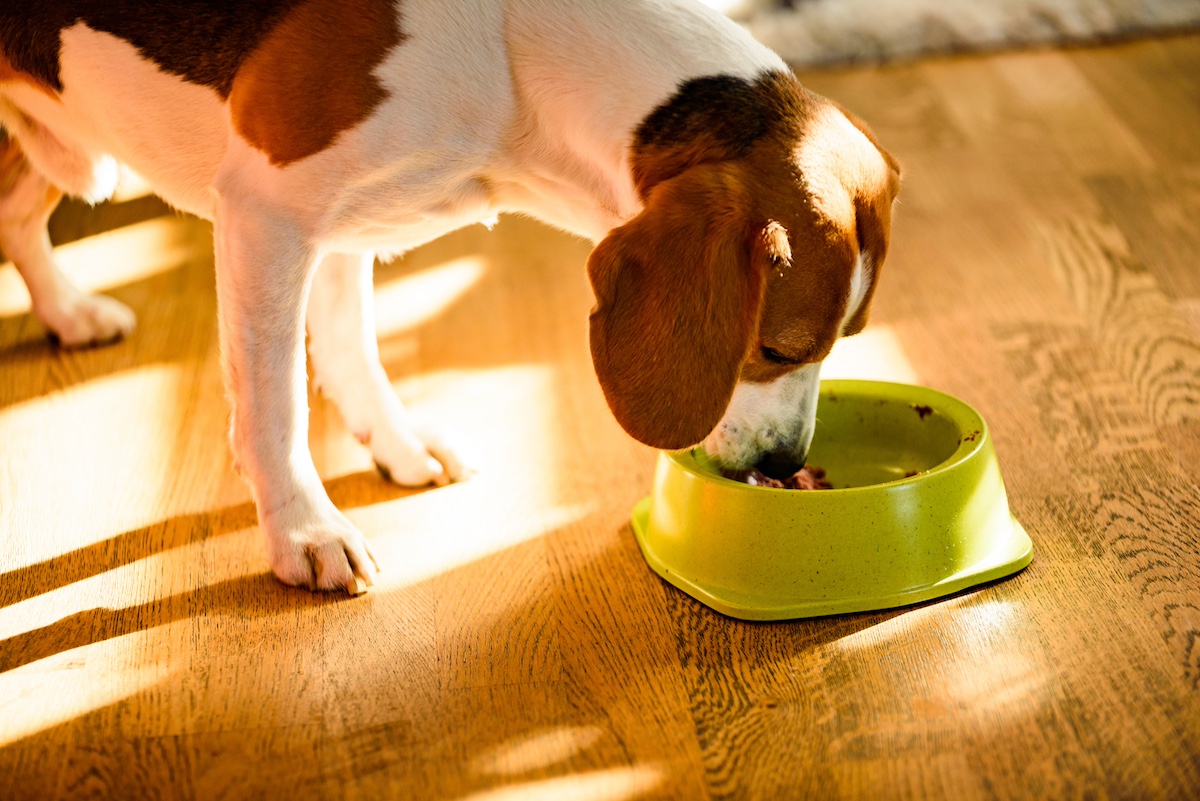 Can Dogs Eat Tuna? | ElleVet Sciences