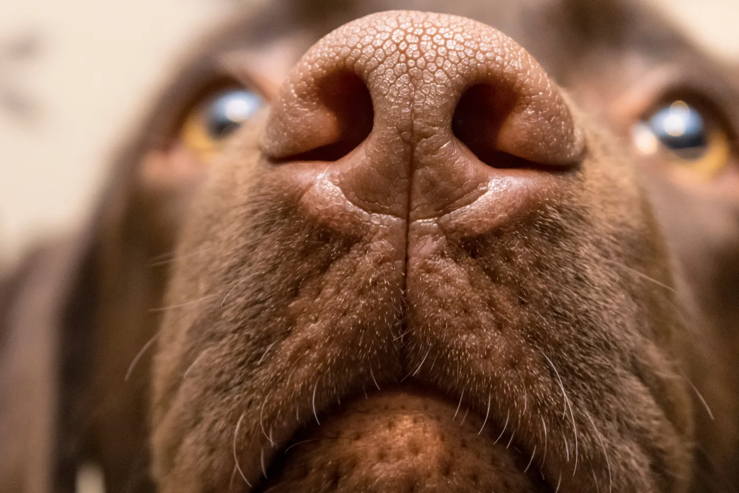 Crusty Dog Nose? How To Treat Hyperkeratosis | ElleVet Sciences