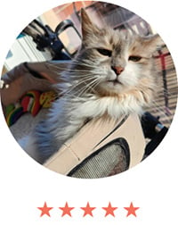 Customer submitted testimonial image of cat