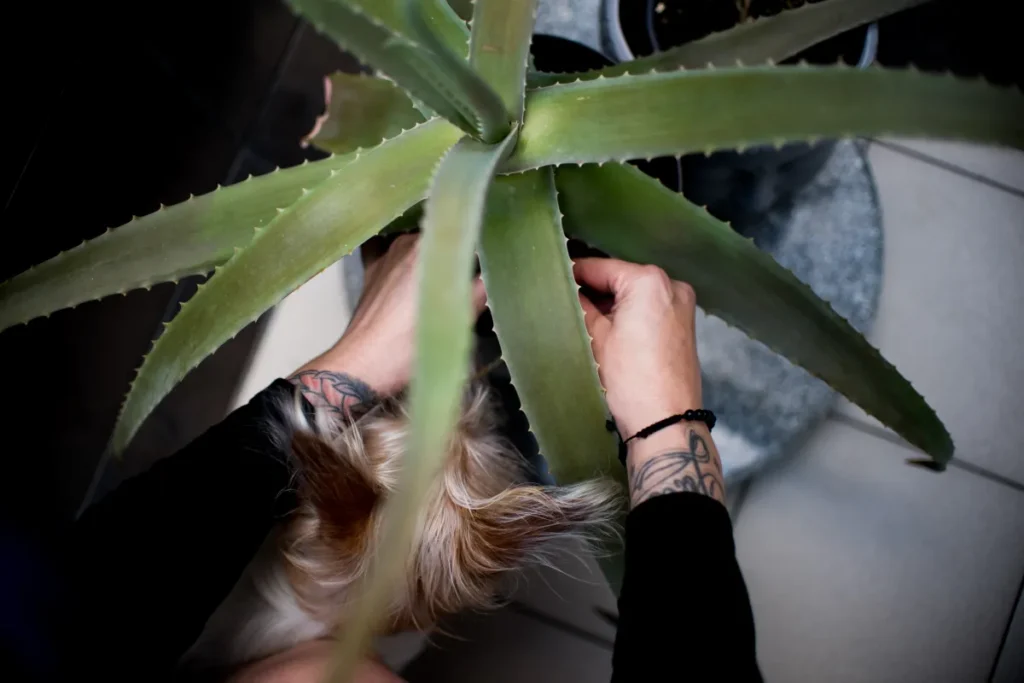 Check out this guide to understand how to use aloe vera for dogs, the different forms it comes in, and potential side effects to be aware of.