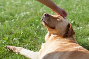 5 Ways To Prevent Dog Arthritis