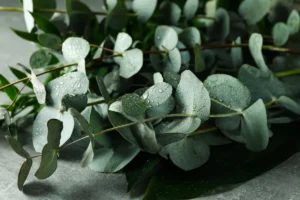 Is Eucalyptus Safe for Dogs?