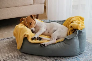 The Best Natural Sleep Aids for Dogs