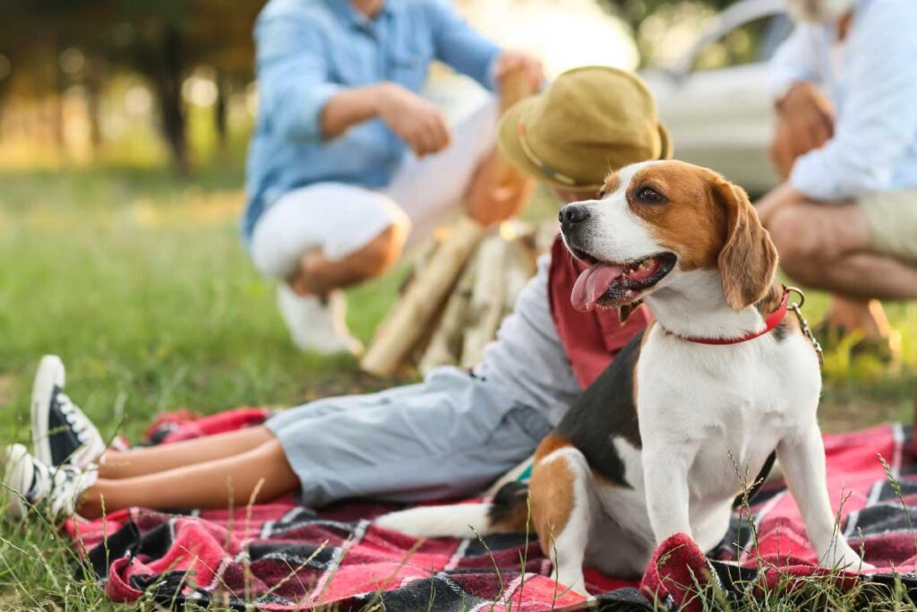 Dog and woman on a picnic blanket for July 4th