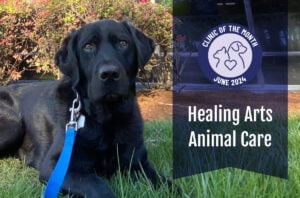 Healing Arts Animal Care: ElleVet’s June Clinic of the Month 