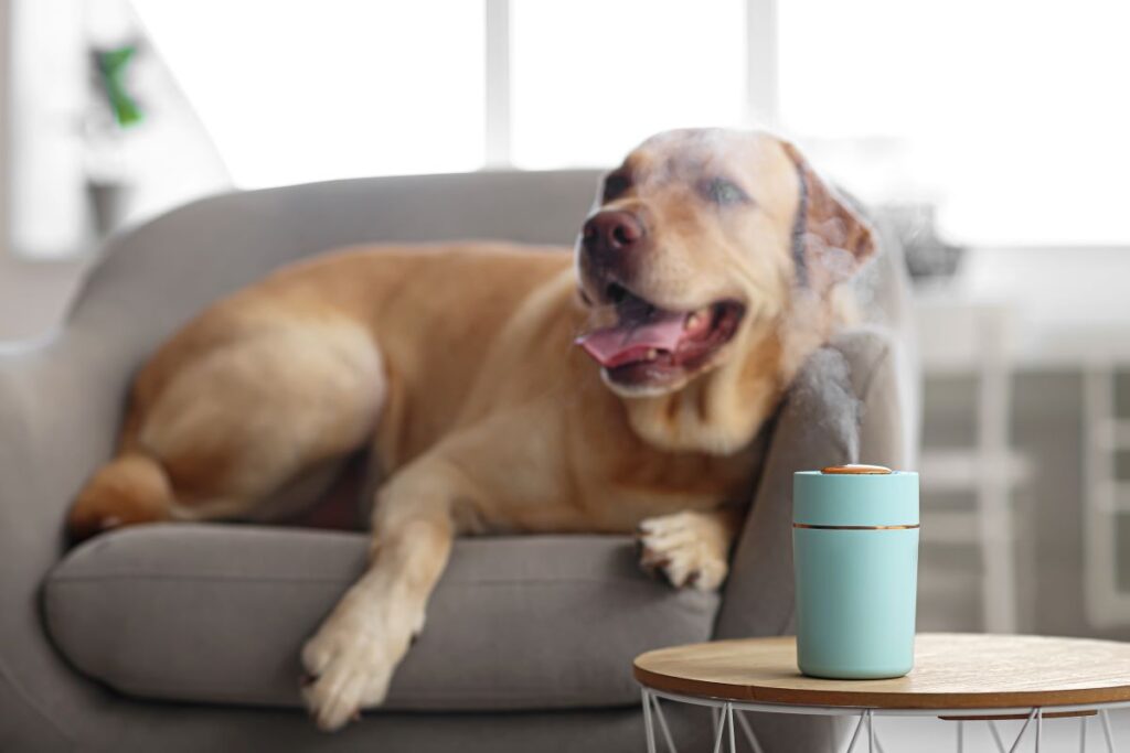 Golden lab sitting on a couch with frankincense essential oil coming out of a diffuser