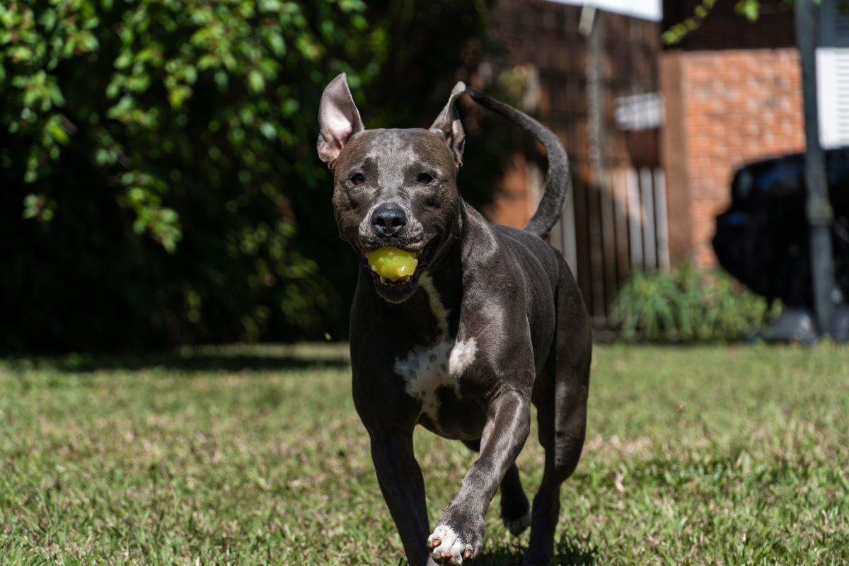 Blue Nose Pit Bull Breed Profile | ElleVet Sciences