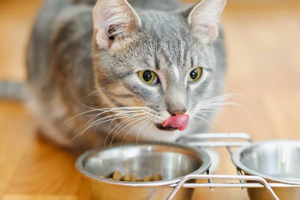 Cat eating out of bowl: Buprenex for Cats: Common Applications, Side Effects, and Dosing