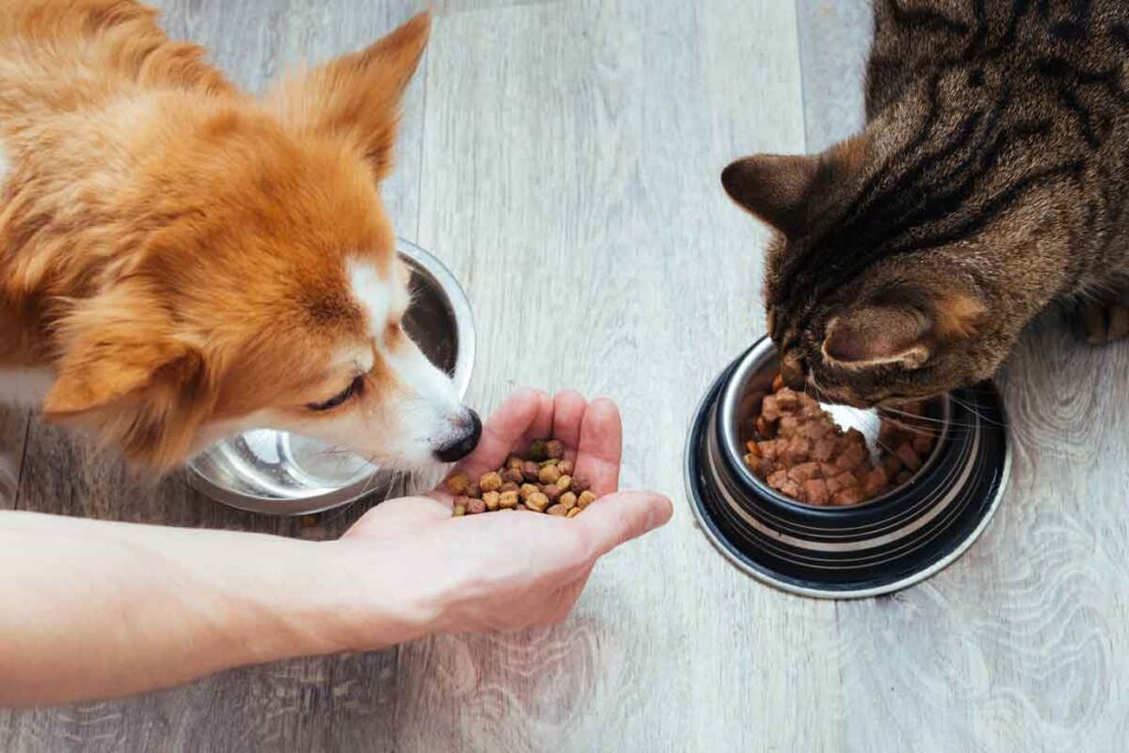 Dog and cat at food bowls